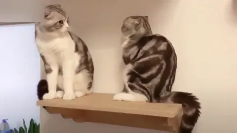 Кот столкнул кота с полки