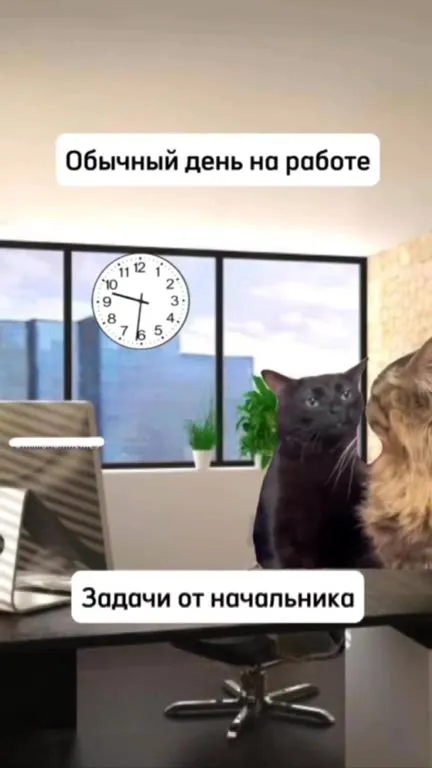 Обычный день на работе кота