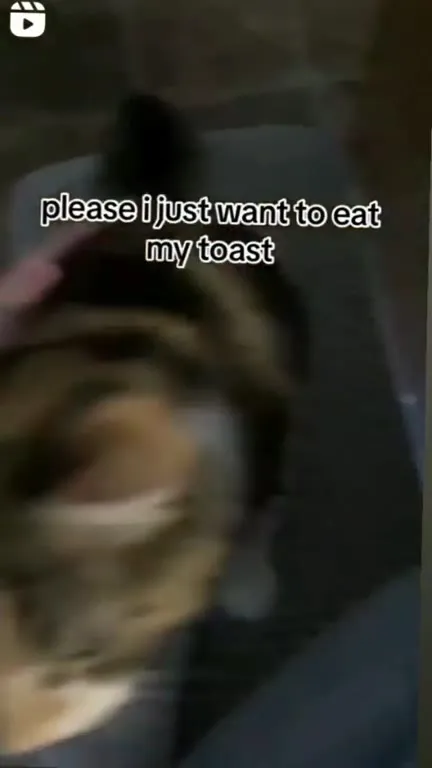 Cat Just Wants My Toast