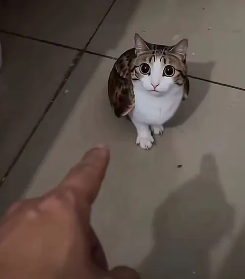 Кот смотрит в душу