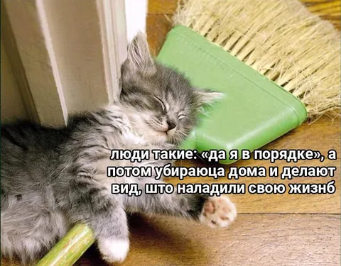 Кот после уборки дома