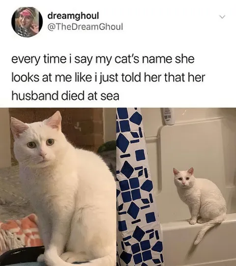 Cat Hears Her Name