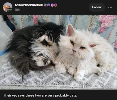 Vet Says They’re Probably Cats