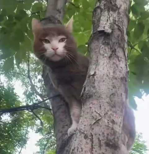 Кот, выглядывающий из-за дерева