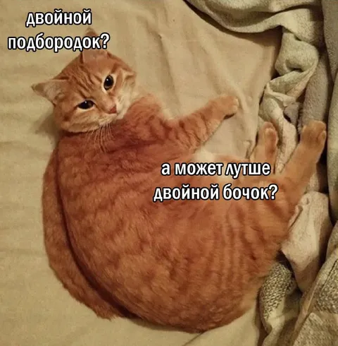 Двойной подбородок у кота