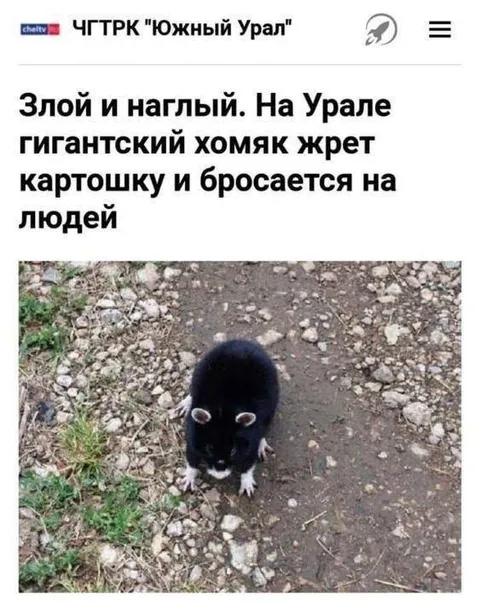 Гигантский хомяк бросается на людей