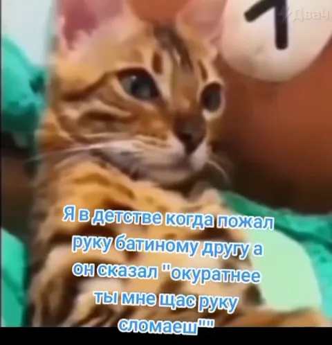 Кот пожал руку батиному другу