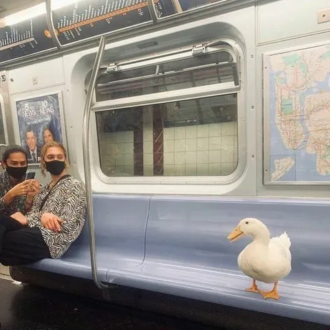 Duck Rides the Subway