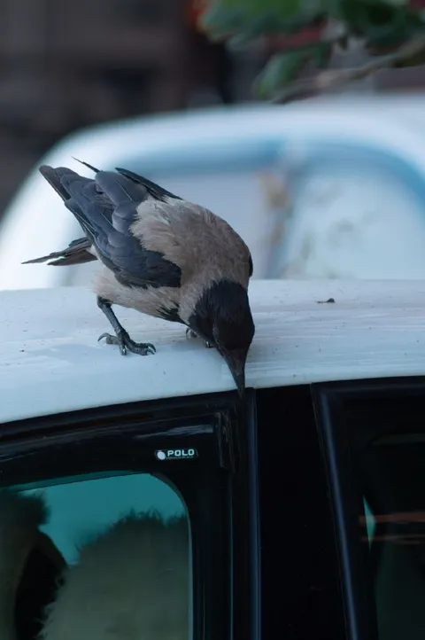 Ворона отковыривает дефлектор