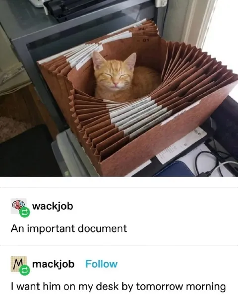 Cat Is an Important Document