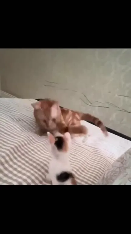 Кот превращается в клубок