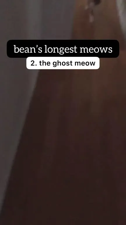 Bean's Longest Meows