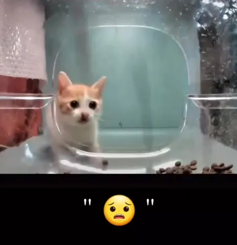 Грустный котик в аквариуме