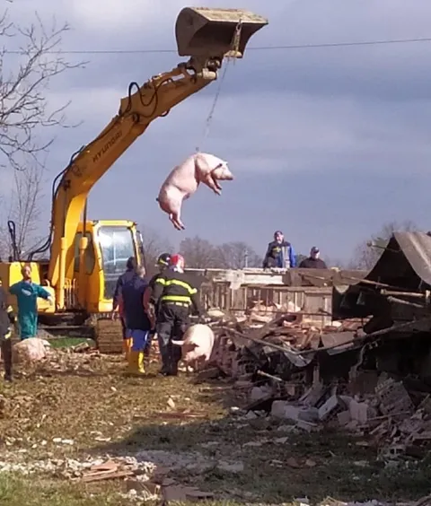 Свинья летит на ковше экскаватора
