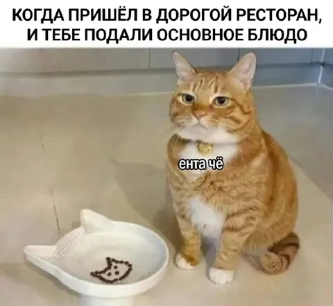 Кот получил главное блюдо