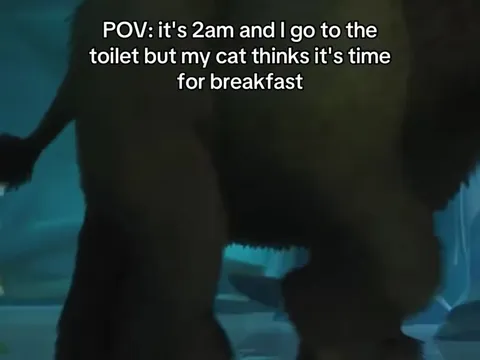 Cat Demands Breakfast at 2AM