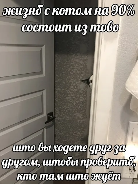 Жизнь с котом на 90%