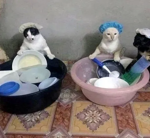 Коты моют посуду