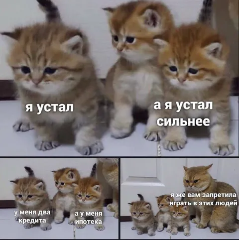 Котята жалуются на жизнь