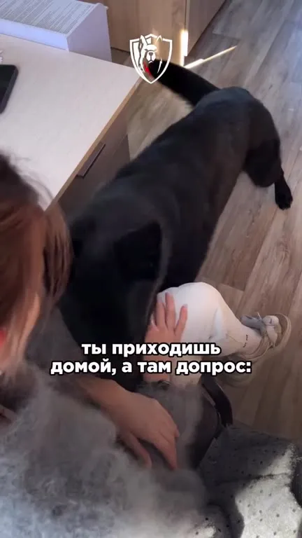 Приходишь домой, а там допрос