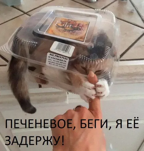Кот задерживает печенье