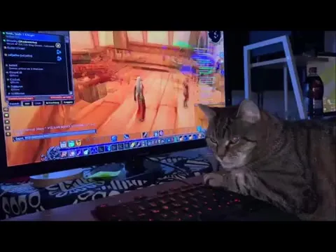 Cat Plays World of Warcraft