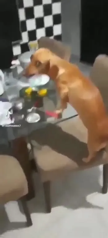 Cachorro comendo flores na mesa