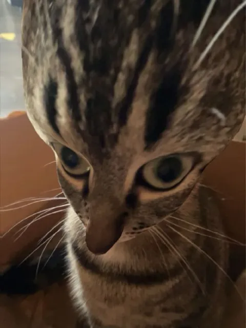 Кот с огромным лбом