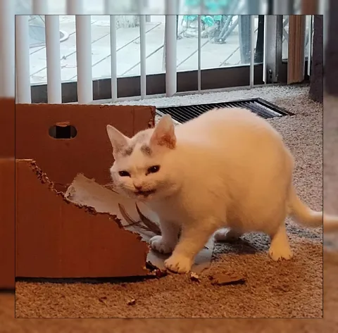 Кот уничтожает коробку