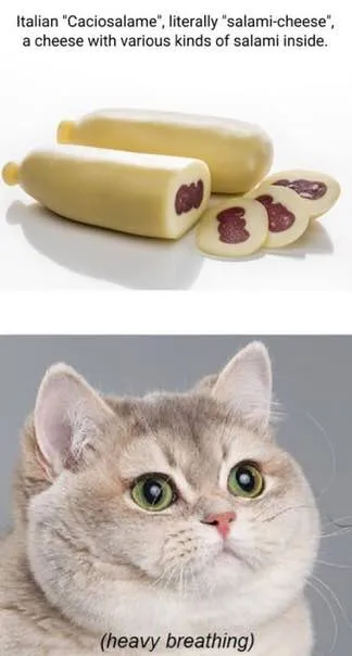 Cat Sees Salami Cheese