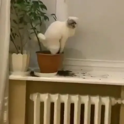 Кот уничтожает растение