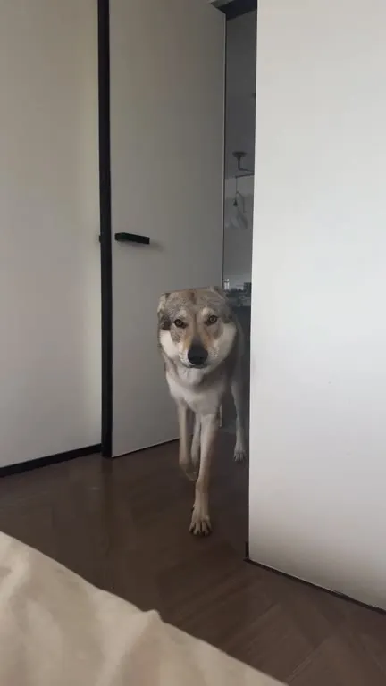 Собака приходит за лаской