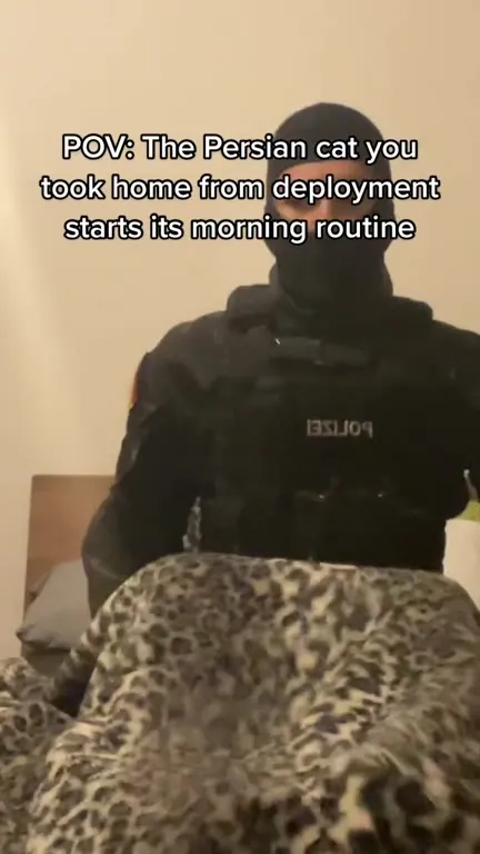 Persian Cat Morning Routine