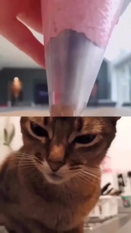 Коту надевают розовую шапку