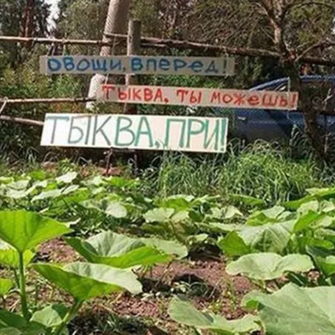 Тыква, ты можешь!