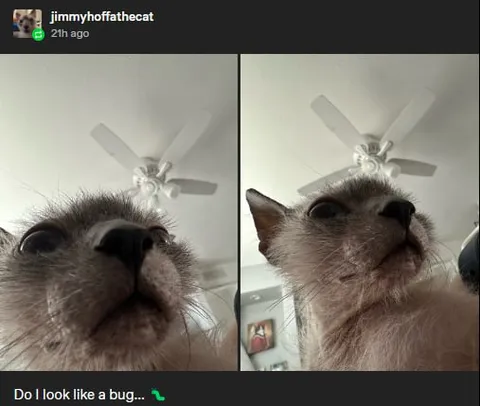 Do I Look Like a Bug