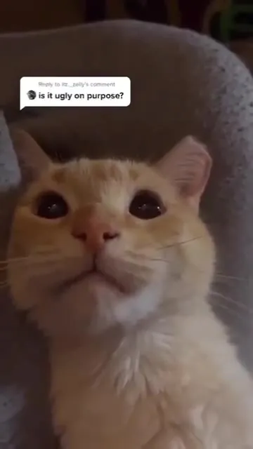 Is It Ugly on Purpose Cat