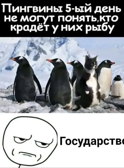 Пингвины ищут вора рыбы