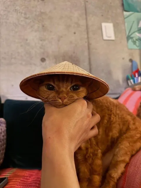 Кот в соломенной шляпе