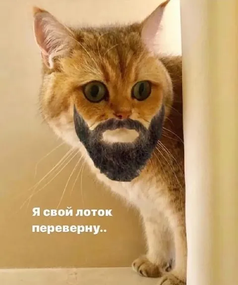 Кот с бородой перевернёт лоток