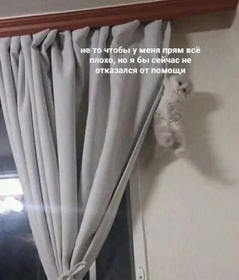 Кот просит о помощи