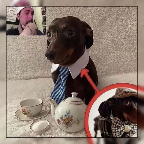 Деловая встреча с таксой