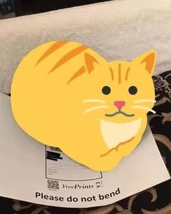 Cat Please Do Not Bend