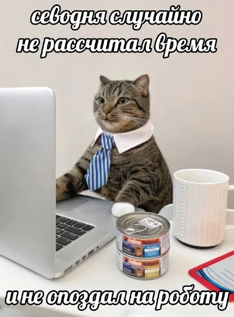 Кот случайно не опоздал на работу