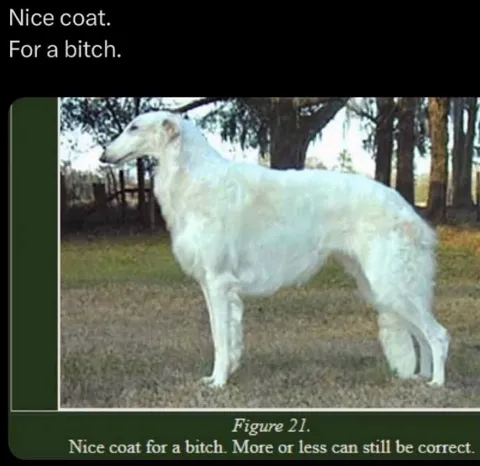 Nice Coat for a Bitch