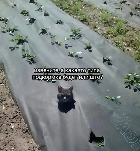 Кот просит подкормку