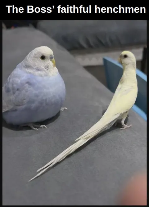 The Boss’s Faithful Henchmen