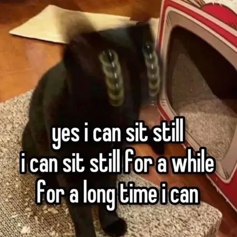 Cat Can Sit Still