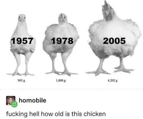 How Old Is This Chicken