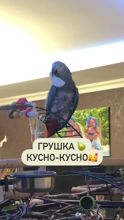 Попугай уронил вкусняшку